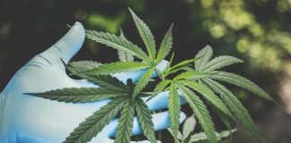 Cannabis Addiction Requirements to be Dealt With Seriously