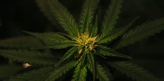 Help The New Generation Out Of Cannabis Dependency