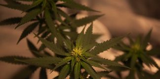 CBD Gummies For Children – What Are The Perks