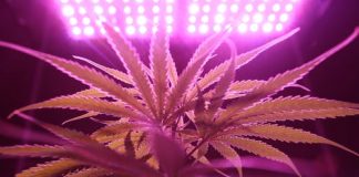 Quit Smoking Cigarettes Weed Permanently With Cannabis Coach!