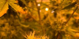 What Really Is CBD and also How Does It Function?