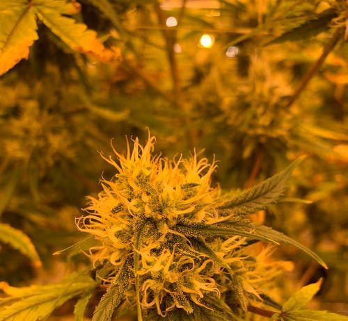 What Really Is CBD and also How Does It Function?