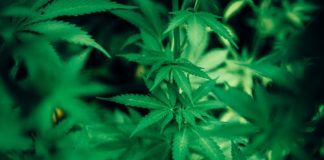 Whether Or Not Medical Cannabis Needs To Be Extensively Accepted