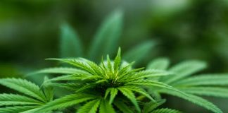 Exactly how to Choose Your Perfect Cannabis Seed