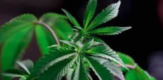 Is CBD For Hostile Canines the Real Offer?