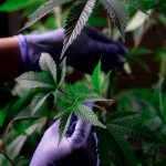 Medical Marijuana: It Really Is A Healing Natural herb