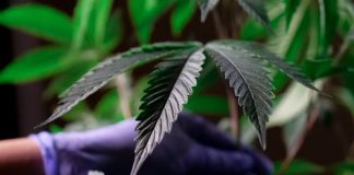 Medical Marijuana: It Really Is A Healing Natural herb