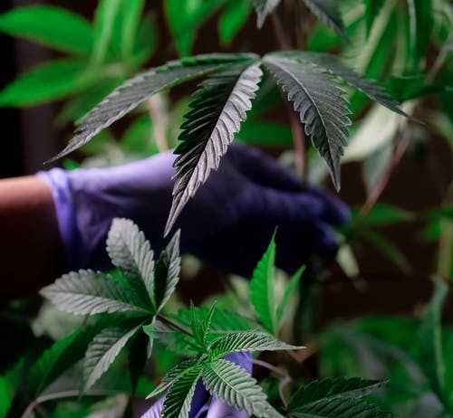 Medical Marijuana: It Really Is A Healing Natural herb