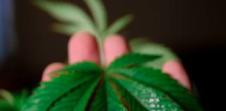 A Hair Revelation – The Benefits of Using Hemp Hair Shampoo