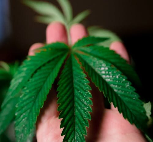 A Hair Revelation – The Benefits of Using Hemp Hair Shampoo