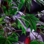 Canadian Medical Cannabis Program Background