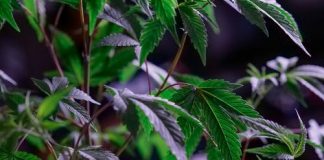 Canadian Medical Cannabis Program Background