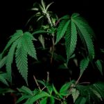 The Highs As Well As Lows Of Cannabis Usage