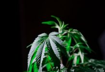 Are You Curious Concerning The Hoopla Concerning HEMP CBD?