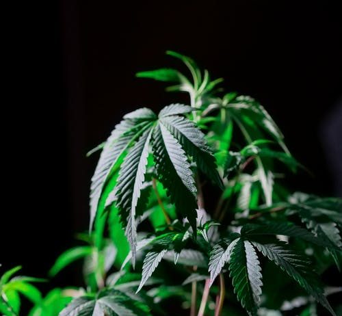 Are You Curious Concerning The Hoopla Concerning HEMP CBD?