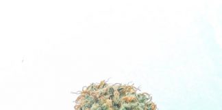 Growing Industrial Hemp