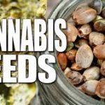 Weed seeds that you can conveniently buy online in 2021 Weed Seeds Canada