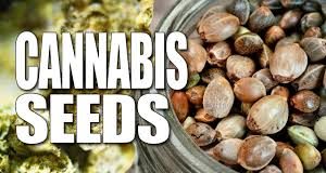 Weed seeds that you can conveniently buy online in 2021 Weed Seeds Canada