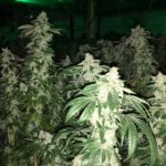 Best marijuana strains that need an indoor environment best place to buy marijuana seeds