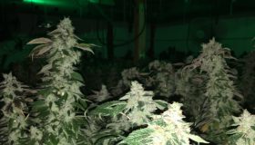 Best marijuana strains that need an indoor environment best place to buy marijuana seeds