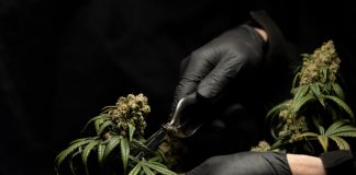 How to Buy Weed Online And Have It Delivered To Your Door? best cbd flower online canada