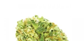 5 of the Most Powerful Cannabis Strains to Try Amnesia Haze