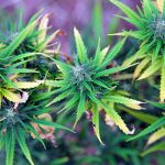 Is It Possible to Build Up Tolerance for Marijuana?