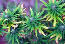 Is It Possible to Build Up Tolerance for Marijuana?