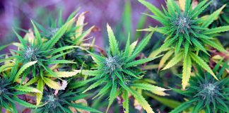 Is It Possible to Build Up Tolerance for Marijuana?