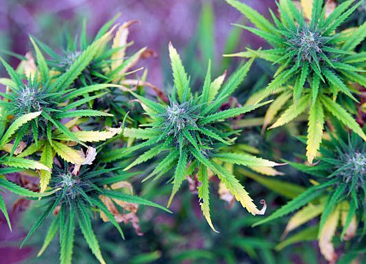 Is It Possible to Build Up Tolerance for Marijuana?