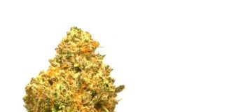 Before Taking a Regretful Action Obtain the Best Cannabis in Canada