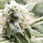 How Adult’s Use Marijuana ? Buy Marijuana Seeds