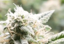 How Adult’s Use Marijuana ? Buy Marijuana Seeds