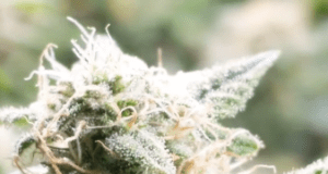 How Adult’s Use Marijuana ? Buy Marijuana Seeds