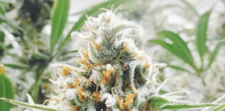 Seeds With A Wide Range Of Applications Auto flower Seeds