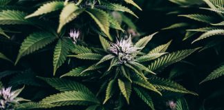 Portland Cannabis Dispensaries to Provide Medical Marijuana to Those in Persistent Discomfort Cannabis Clinic St Catharines