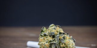 The Rise of NYC Cannabis Delivery: Where to Find the Best Weed in the City